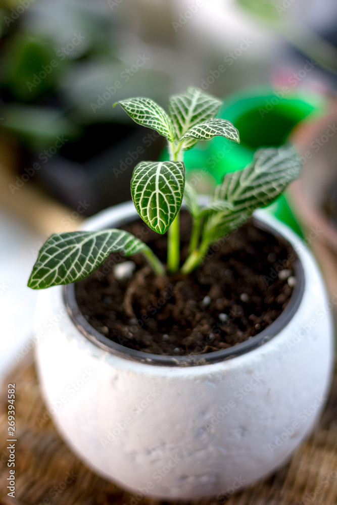 Green fittonia house plant in a white flower pot. Green fittonia house plant in a white flower pot.