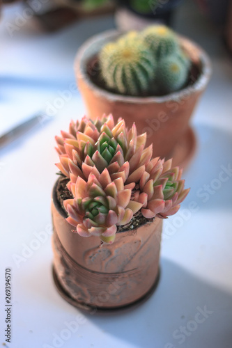 Beautiful pink and orange s...