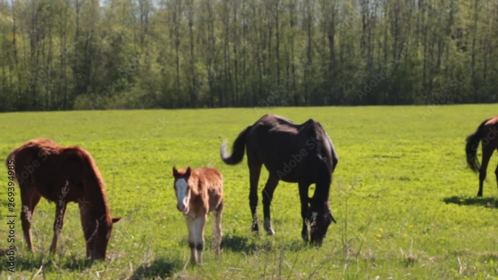 many gray and brown horses slowly graze freely on the field along the forest on a summer sunny day. horses repel insects many gray and brown horses slowly graze freely on the field along the forest on a summer sunny day. horses repel insects