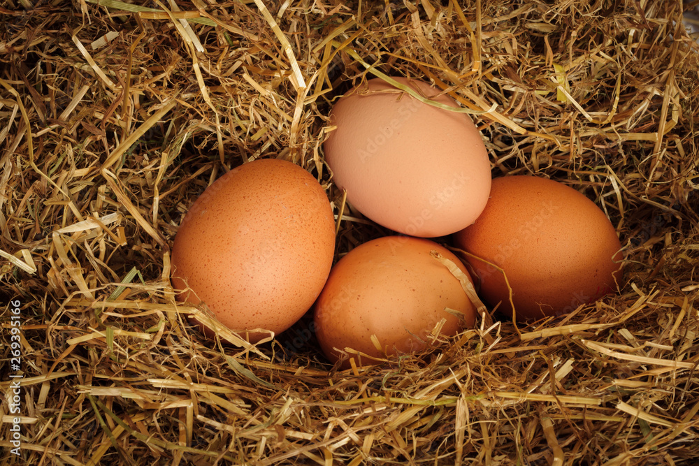 Freshly laid free range brown hens eggs nestled in a bed of straw