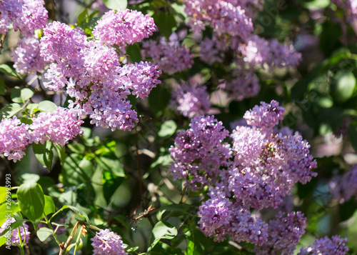 Spring branch of blossoming lilac. 