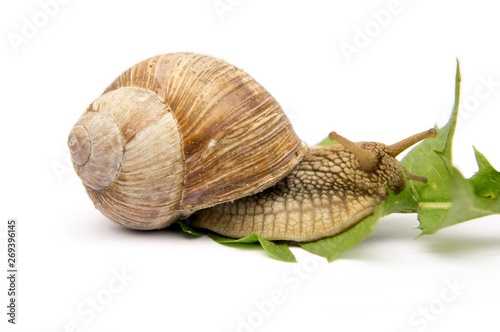 snail with green leaf isolated on white