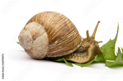 snail with green leaf isolated on white