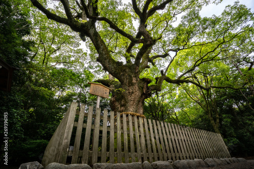 A Giant Camphor Tree, believed to be 1300 years old in the Atsuta Shrine. photo