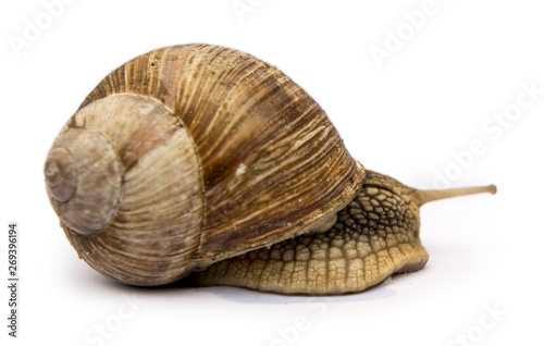 snail isolated on white