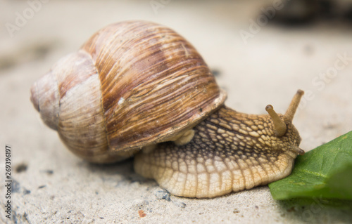 a snail on a stone surface is crawling to the green leaves