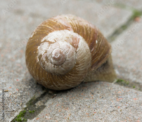 garden snail on a city pavement