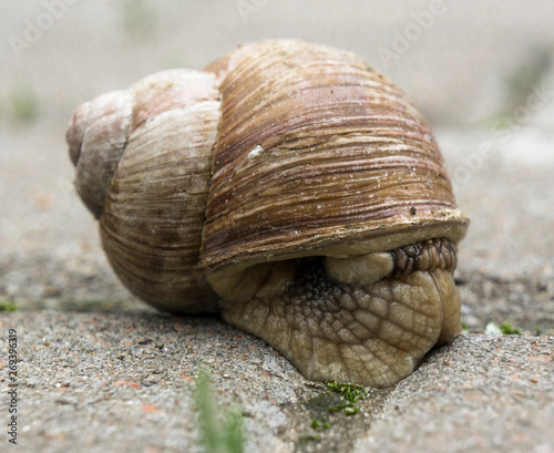 garden snail on a city pavement