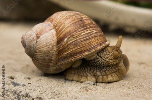 garden snail on a stone surface