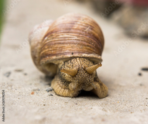 garden snail on a stone surface