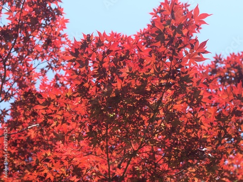 初夏の紅葉