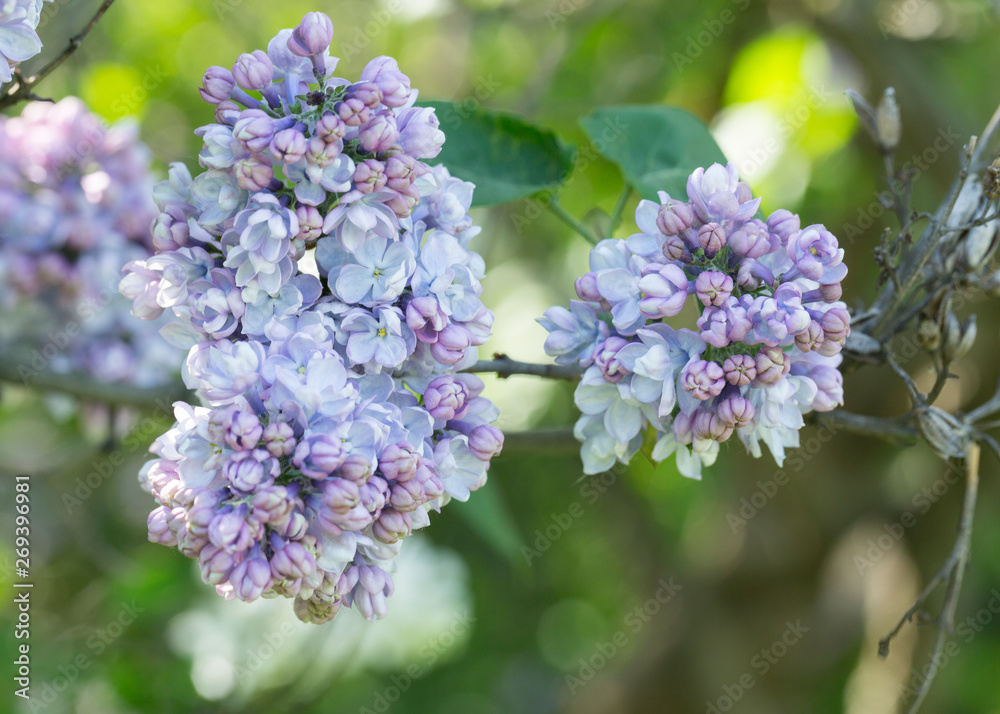 Spring branch of blossoming lilac. Macro. Close-up Spring branch of blossoming lilac. Macro. Close-up