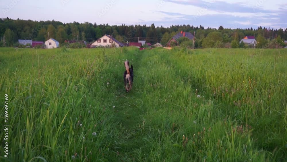 summer pastime.countryside holidays in the countryside.walk with a big dog on a green field on a warm summer evening.first person view summer pastime.countryside holidays in the countryside.walk with a big dog on a green field on a warm summer evening.first person view
