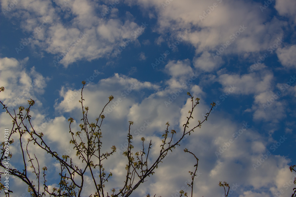 Obraz premium A flock of little clouds, Beautiful photo of clouds in the blue sky