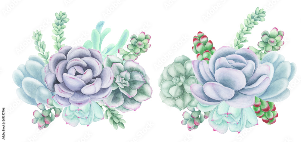 Compositions with Succulents and air-plants illustration, watercolor painting. Echeveria watercolor illustration, botanical painting. For design cards and textile. Compositions with Succulents and air-plants illustration, watercolor painting. Echeveria watercolor illustration, botanical painting. For design cards and textile.