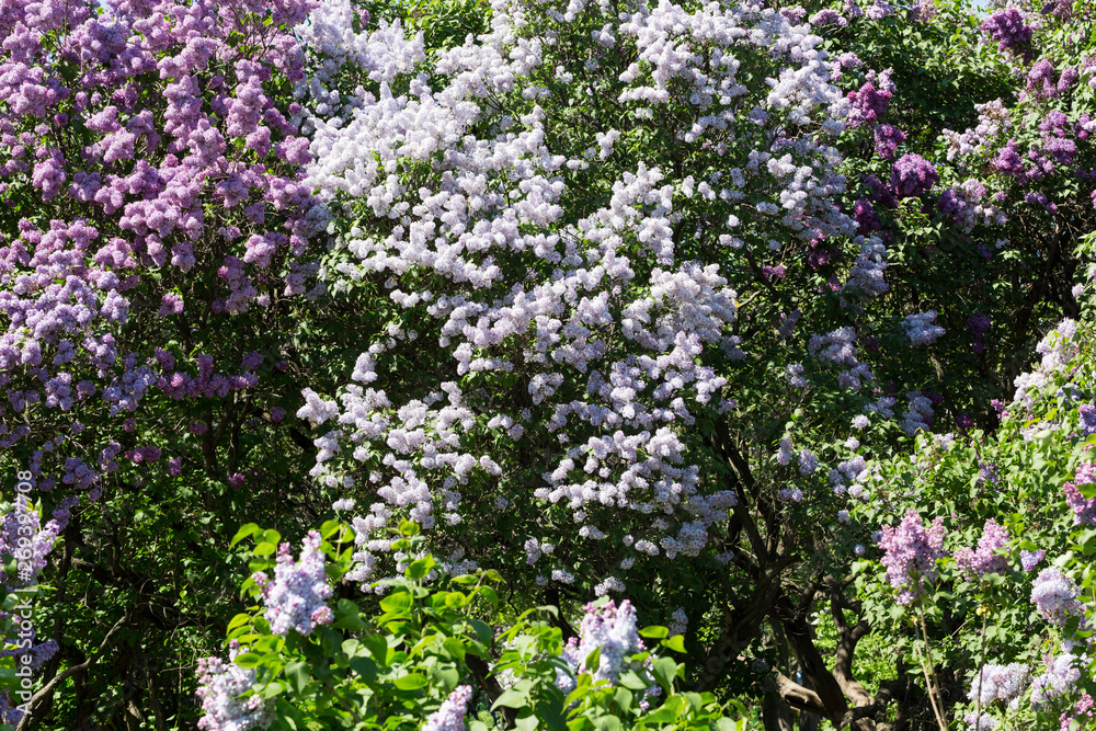 Spring branch of blossoming lilac Spring branch of blossoming lilac