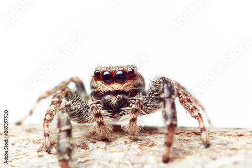 Jumping Spider (Marpissa Muscosa)