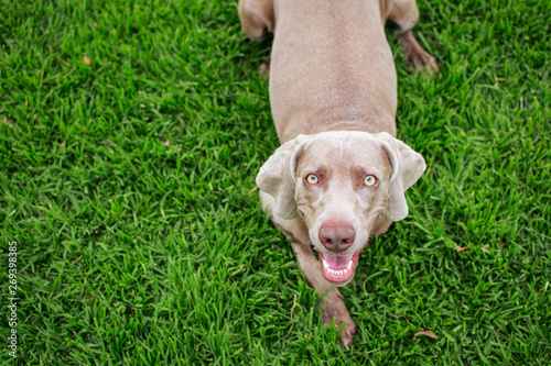 Portrait of a weimaraner dog, top view, looking at camera, lying on the green grass of the park.