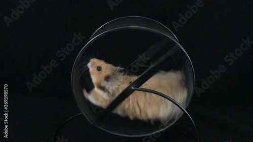 Hamster in a wheel. On a black background. - image