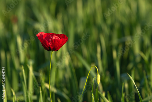 Red poppy flower in field