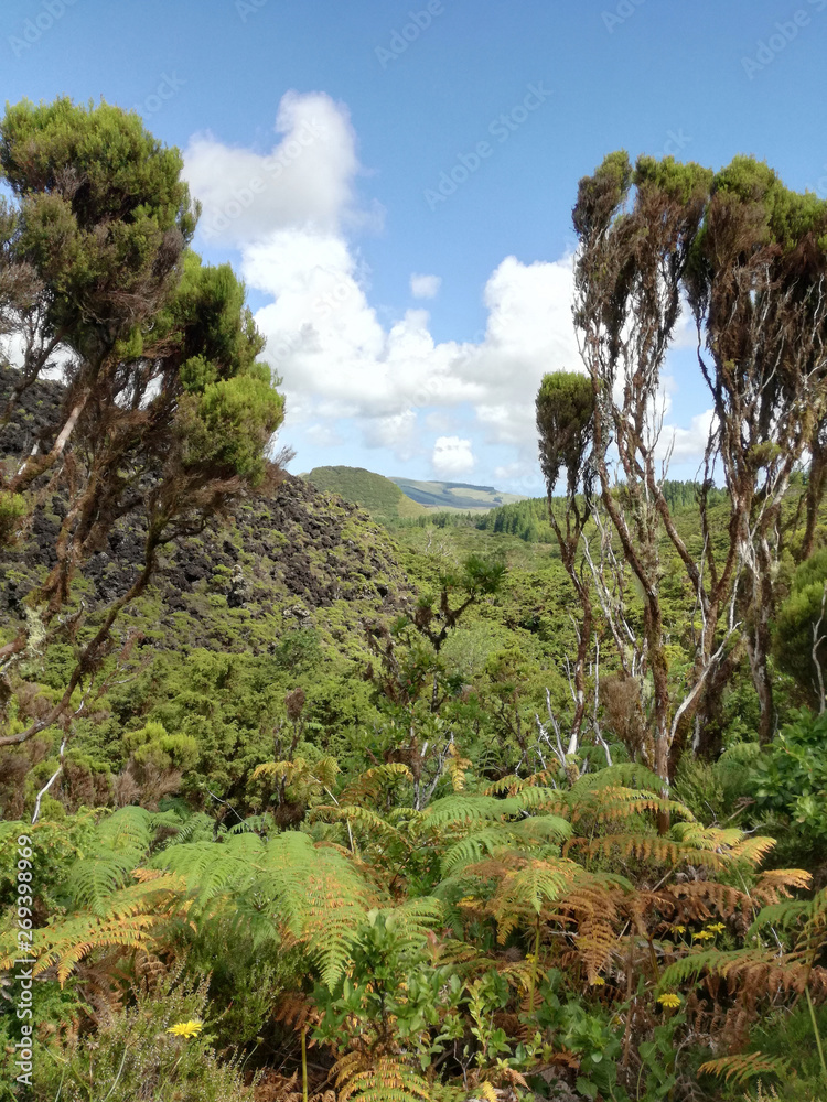 Obraz premium Beautiful landscape with tree tops of mixed forest under the cloudy, blue sky. Terceira island, Azores islands, Portugal