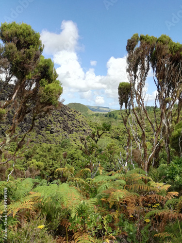 Beautiful landscape with tree tops of mixed forest under the cloudy, blue sky. Terceira island, Azores islands, Portugal