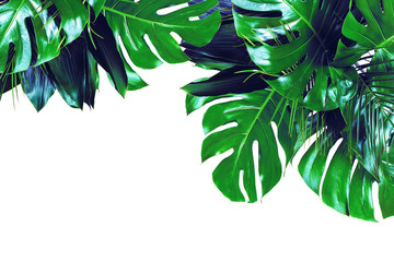 Close up of bouquets of various dark green fresh tropical leaves isolated on white background. Design template. Frame with copy space for text. Top view, flat lay