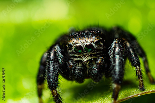 Jumping Spider (Evarcha arcuata) © BJFF