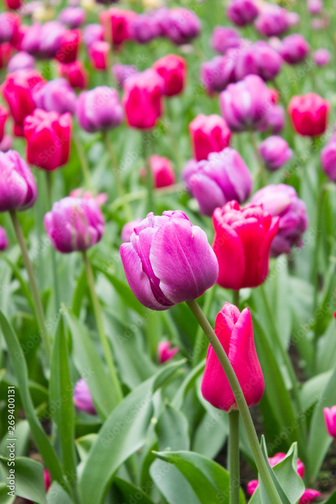 Tulips. Beautiful flowers. Tulip Festival in St. Petersburg, Russia