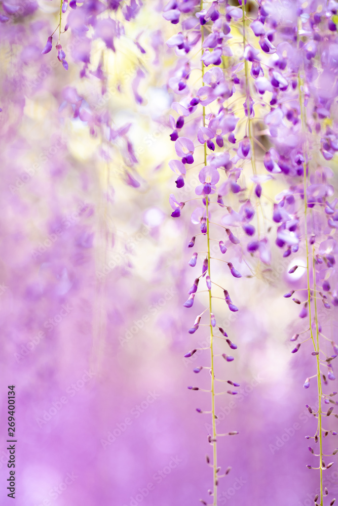 Naklejka premium 爽やかな香りを放つ藤の花