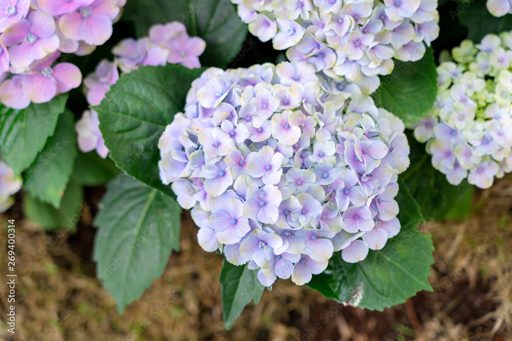Closeup of green hydrangea (Hydrangea macrophylla) are blooming in spring and summer at a town garden. The Japanese call this Closeup of green hydrangea (Hydrangea macrophylla) are blooming in spring and summer at a town garden. The Japanese call this