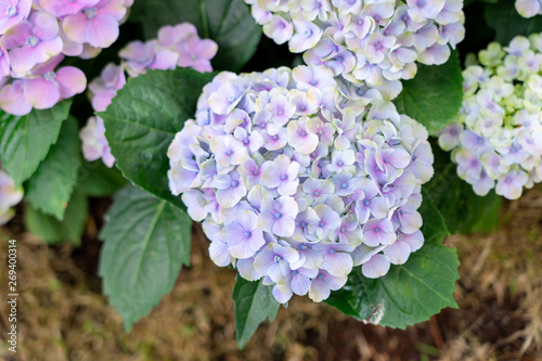 Closeup of green hydrangea  Hydrangea macrophylla  are blooming in spring and summer at a town garden. The Japanese call this  Ajisai flower .