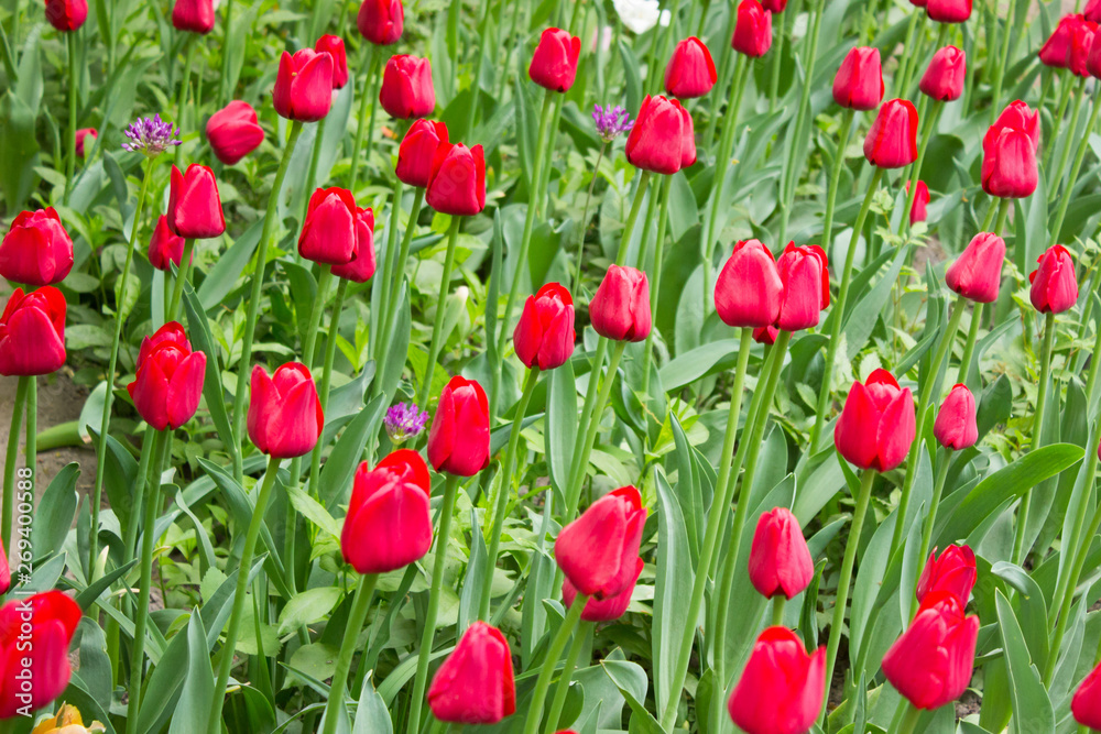 Tulips. Beautiful flowers. Tulip Festival in St. Petersburg, Russia Tulips. Beautiful flowers. Tulip Festival in St. Petersburg, Russia