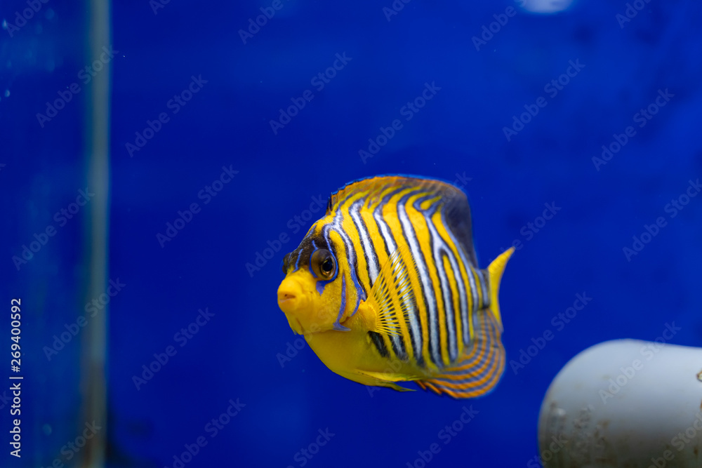 Naklejka premium Sub-adult Regal Angelfish (Pygoplites diacanthus)