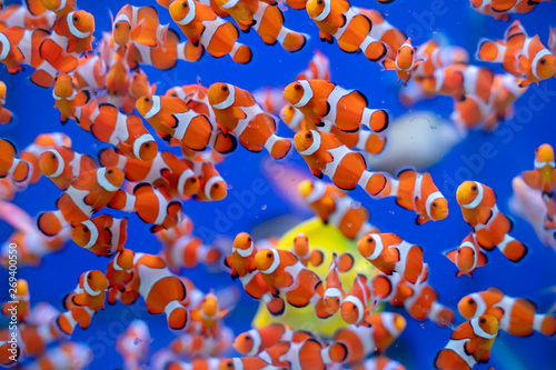 Schooling of Captive bred Ocellaris Clownfish (Amphiprion ocellaris) photo