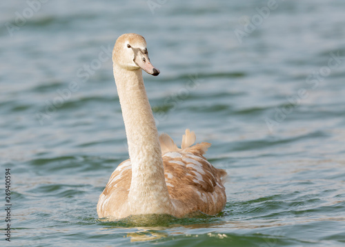 schwimmender junger Höckerschwan bei Sonnenschein  photo