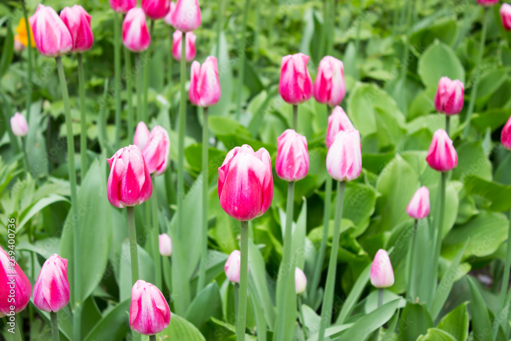 Tulips. Beautiful flowers. Tulip Festival in St. Petersburg, Russia Tulips. Beautiful flowers. Tulip Festival in St. Petersburg, Russia
