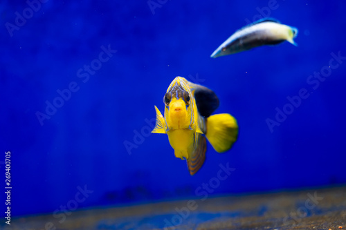 Sub-adult Regal Angelfish (Pygoplites diacanthus) photo