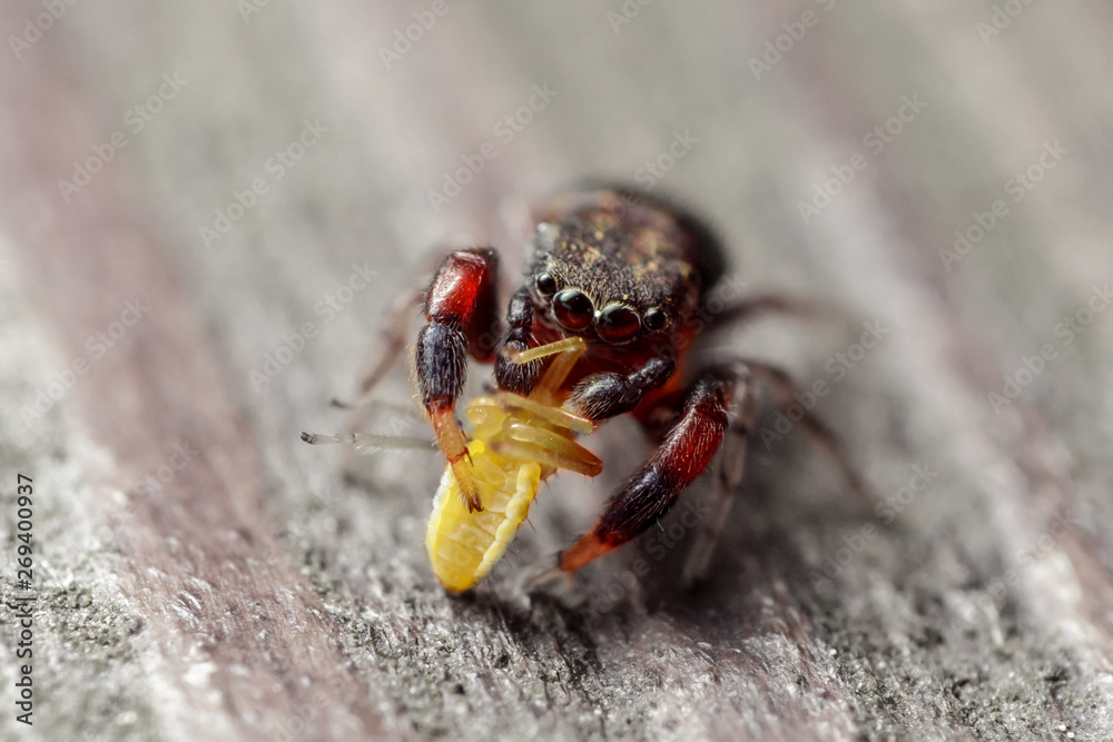 Jumping Spider (Ballus chalybeius)