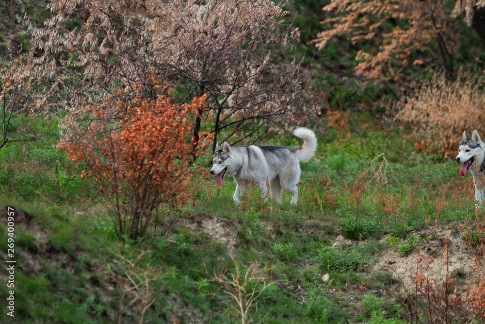 Fototapeta premium Siberian Husky run in grass field. Dog playing in the park.