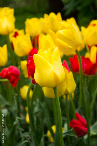 Tulips. Beautiful flowers. Tulip Festival in St. Petersburg  Russia