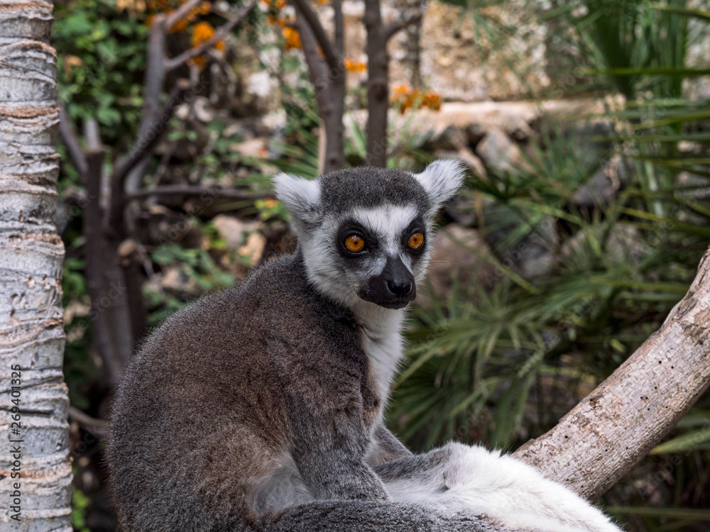 Obraz premium Ring-tailed lemur on the tree at Monkey park, Tenerife, Canary island
