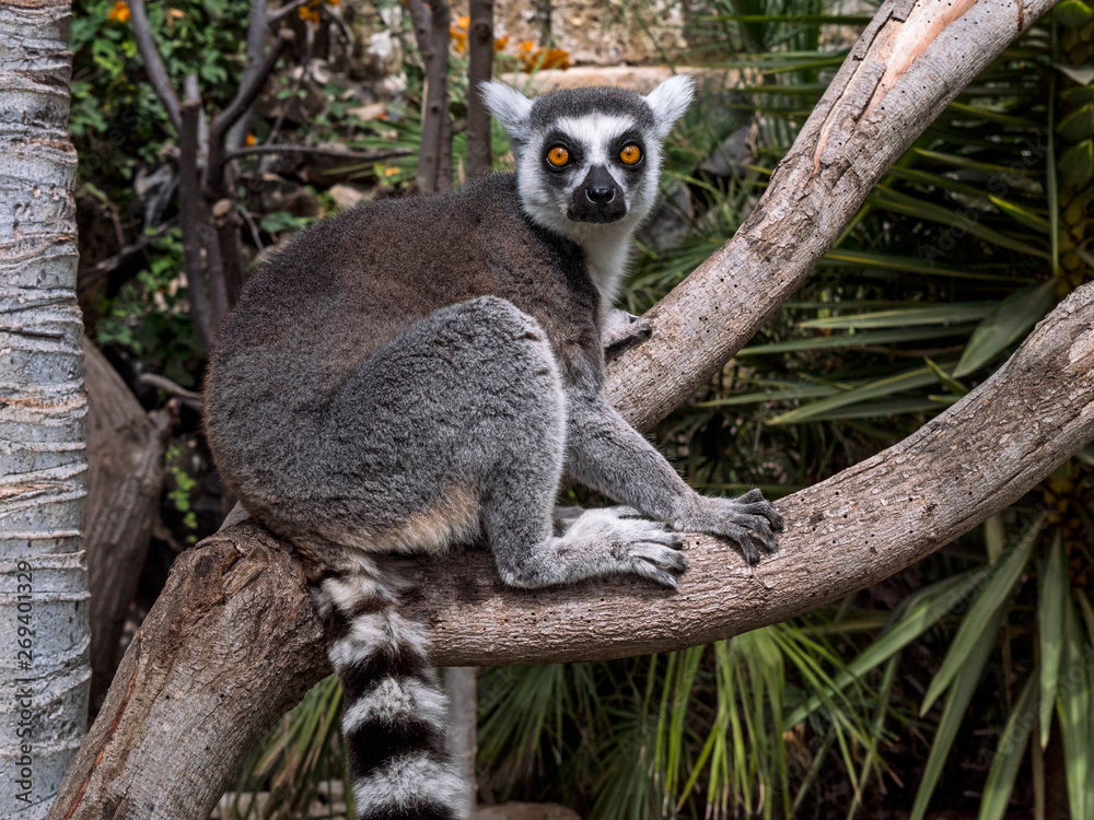 Fototapeta premium Ring-tailed lemur on the tree at Monkey park, Tenerife, Canary island