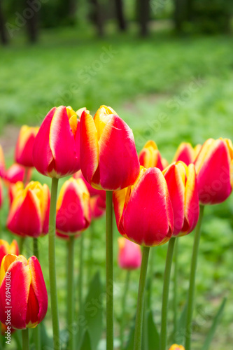 Tulips. Beautiful flowers. Tulip Festival in St. Petersburg  Russia