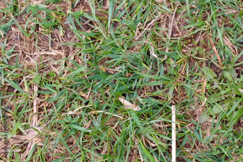 A close view of the brown and green grass surface.