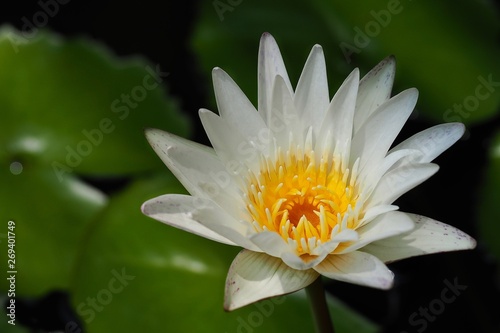 White water lily bloom in the pond