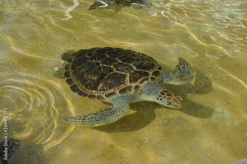 Swimming baby sea turtles © Marina