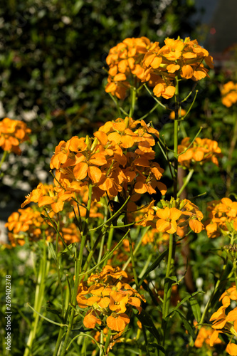 Wallflowers in bloom