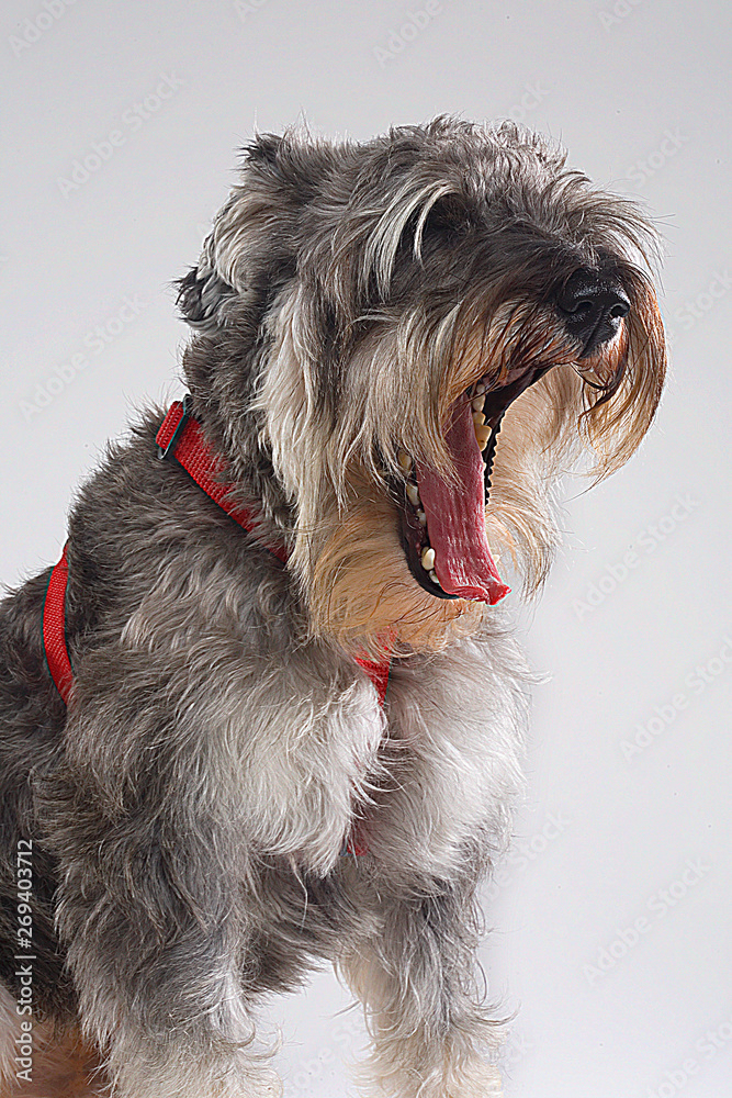 dog of breed schnauzer roaring like a lion