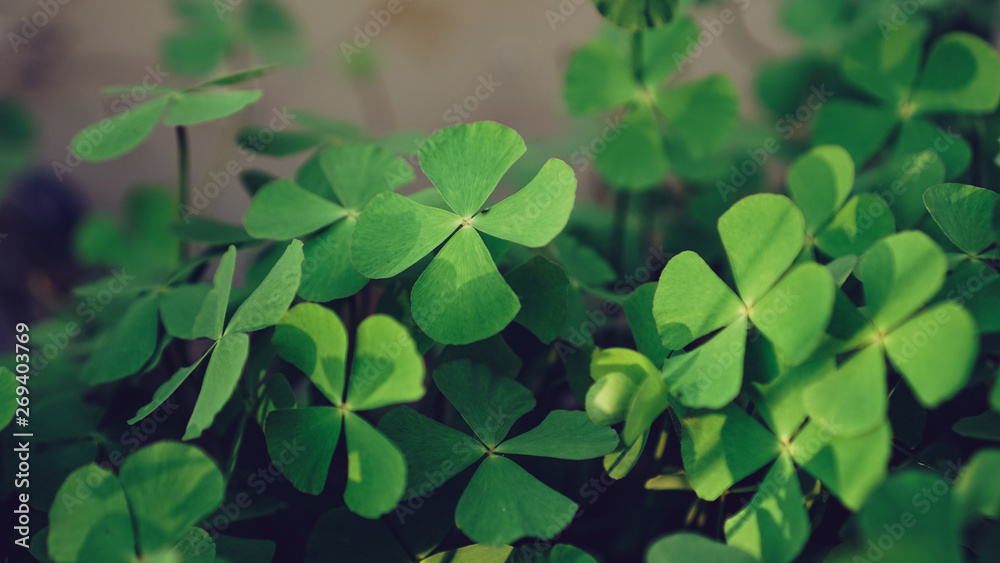 green leaves of clover green leaves of clover